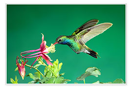 Print  Broad-billed hummingbird on columbine