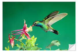 Selvklebende plakat Broad-billed hummingbird on columbine