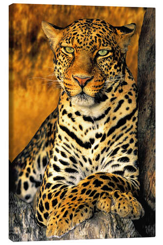 Canvas print King of the Leopards