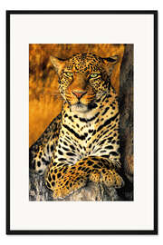 Gerahmter Kunstdruck König der Leoparden