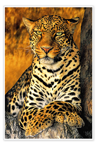 Poster Leopardo in trono