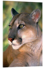 Akryylilasitaulu Puma portrait