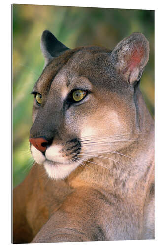 Galleritryk Puma portrait