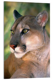 Gallery print Puma portrait