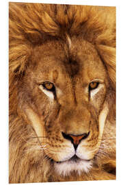 Foam board print Portrait of an African lion