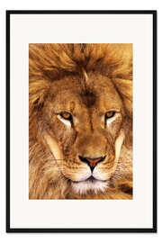 Gerahmter Kunstdruck Porträt eines afrikanischen Löwen