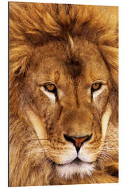 Magnettafel Porträt eines afrikanischen Löwen