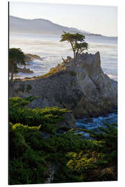 Aluminium print Lone cypress in California