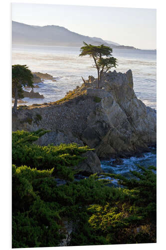 Foam board print Lone cypress in California