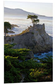 Print på skumplade Lone cypress in California