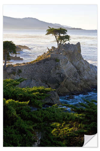 Selvklebende plakat Lone cypress in California