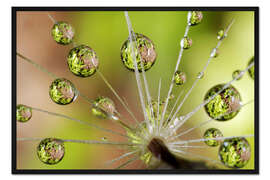 Gerahmter Kunstdruck Wassertropfen auf Pusteblume