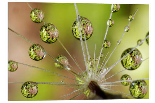 Tableau en PVC Gouttes d'eau sur une aigrette de pissenlit