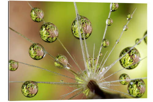 Gallery print Drops of water on dandelion