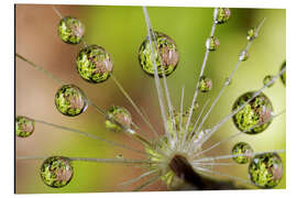 Magnettafel Wassertropfen auf Pusteblume