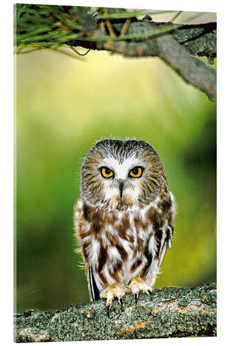 Obraz na szkle akrylowym Northern saw-whet owl