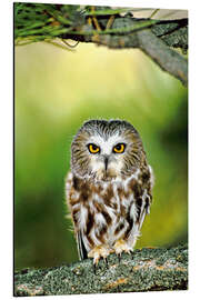 Quadro em alumínio Northern saw-whet owl