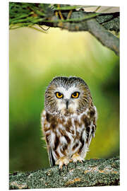 Foam board print Northern saw-whet owl