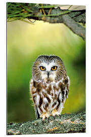 Cuadro de plexi-alu Northern saw-whet owl