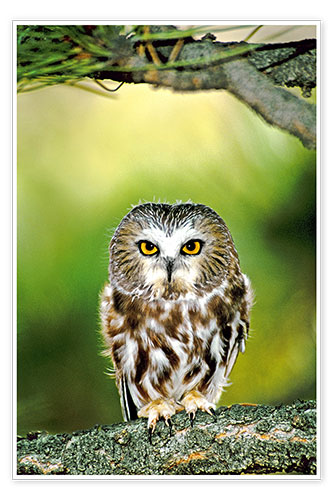 Poster Northern saw-whet owl