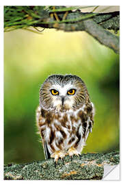 Wall sticker Northern saw-whet owl