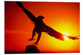 Foam board print A golden eagle flies at dawn