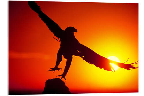 Gallery print A golden eagle flies at dawn