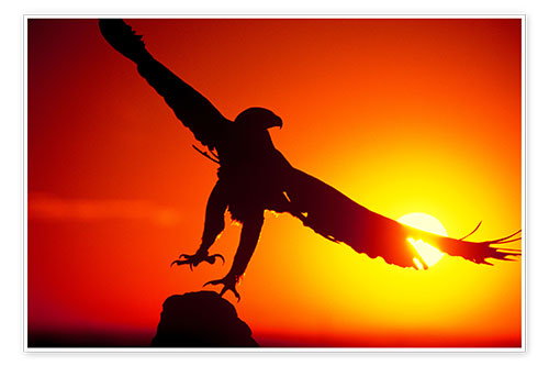 Poster A golden eagle flies at dawn