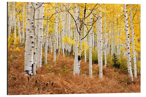 Aluminium print Aspen forest and ferns in autumn