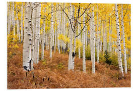 PVC print Aspen forest and ferns in autumn