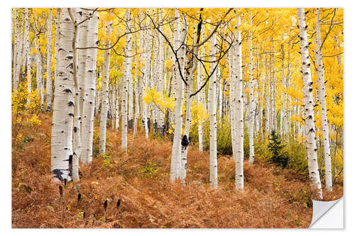 Wall sticker Aspen forest and ferns in autumn