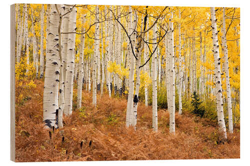 Holzbild Espenwald und Farne im Herbst