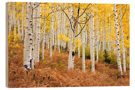 Puutaulu Aspen forest and ferns in autumn