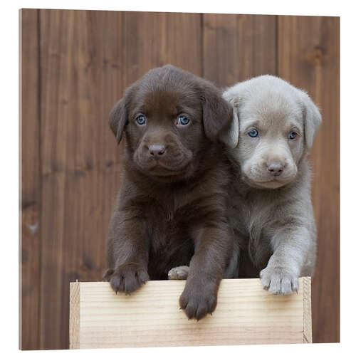 Stampa su vetro acrilico Cuccioli di Labrador II