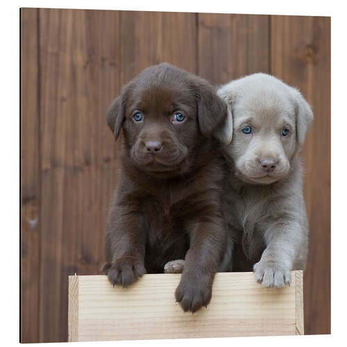 Tableau en aluminium Chiots labradors