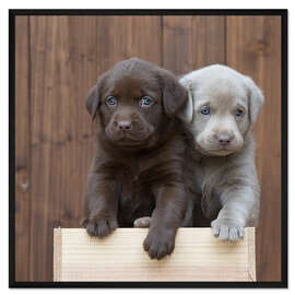 Gerahmter Kunstdruck Labrador Welpen II