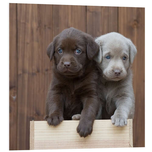 PVC-taulu Labrador puppies II