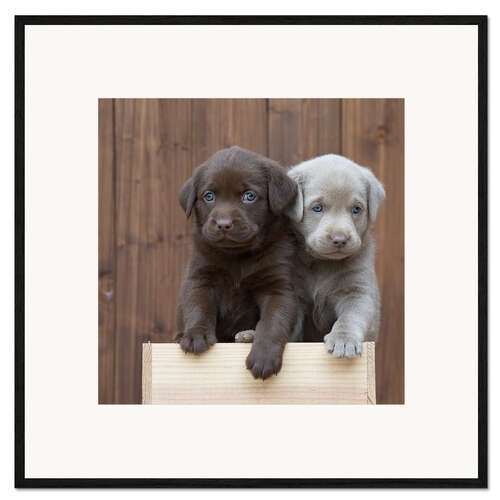 Impression artistique encadrée Chiots labradors