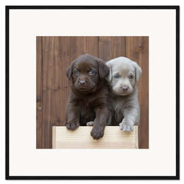Impression artistique encadrée Chiots labradors