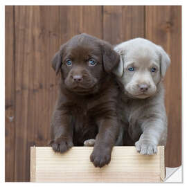 Vinilo para la pared Cachorros de labrador II