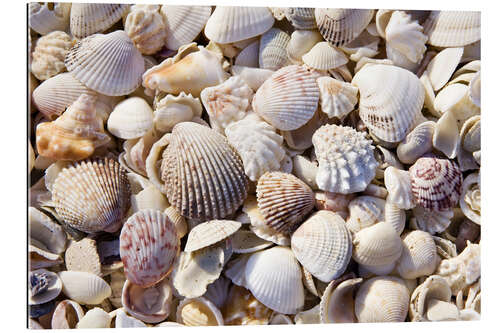 Gallery print Shell collection