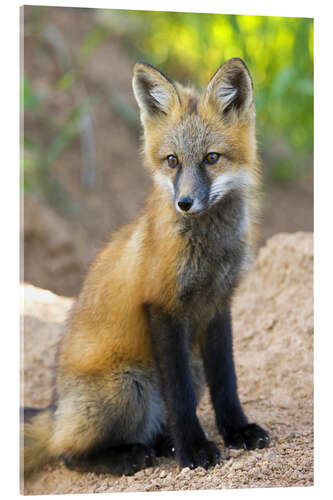 Akrylbillede Portrait of a young fox