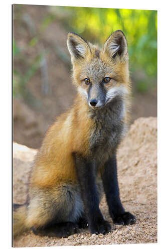 Galleriprint Portrait of a young fox