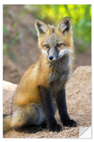 Naklejka na ścianę Portrait of a young fox