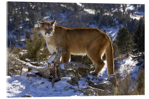 Akryylilasitaulu Puma in snowy mountains