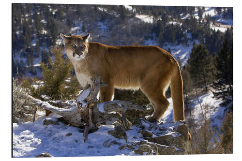 Aluminium print Puma in snowy mountains