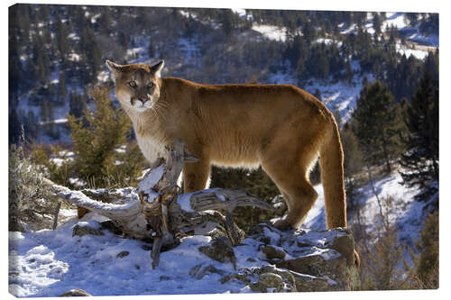 Canvas-taulu Puma in snowy mountains