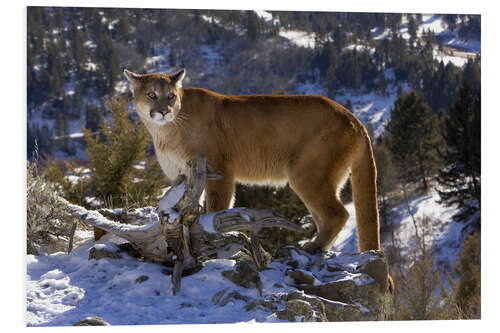 Stampa su PVC Puma in montagne innevate