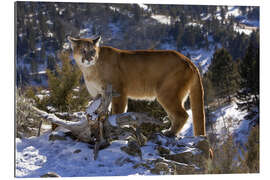 Gallery print Puma in snowy mountains