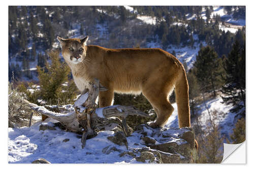 Wandsticker Puma in verschneiten Bergen